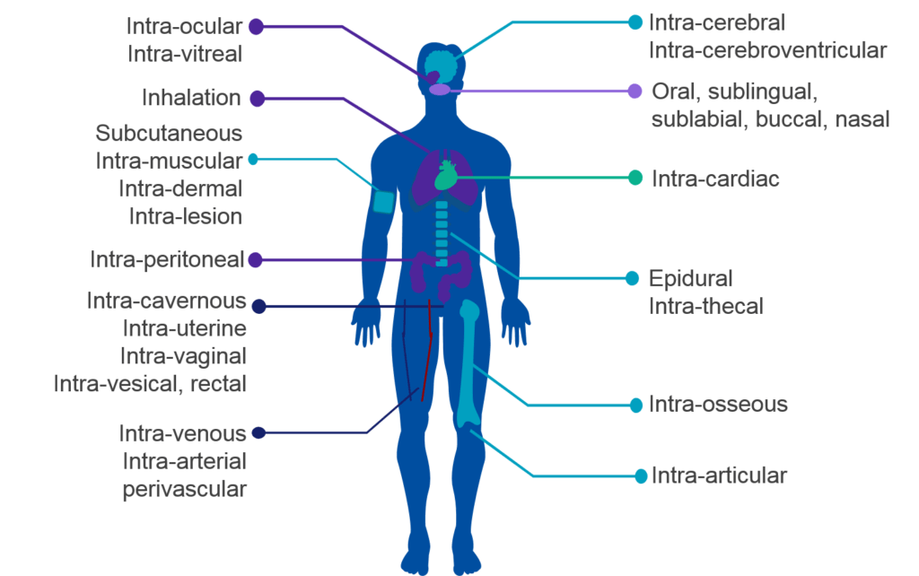 Understanding drug delivery routes